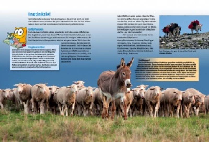 Preview: Entdecke die Esel